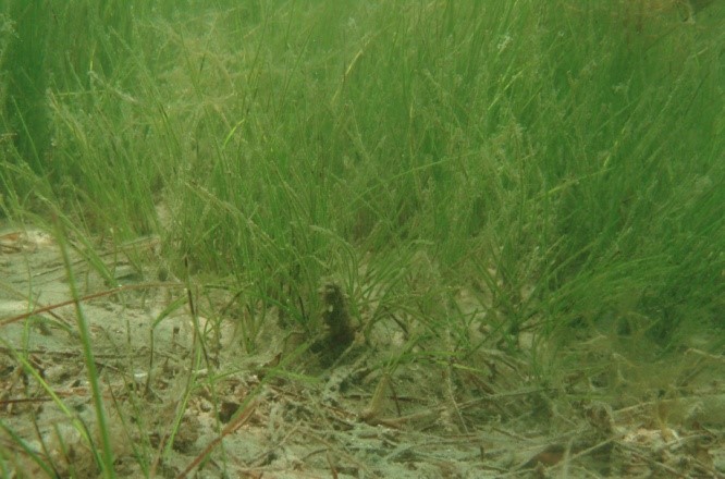 Figure 4. Shoal Grass